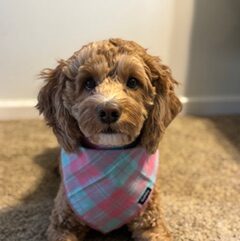 How I Help My Dog With Itchy Paws (Even When He Won’t Sit Still)