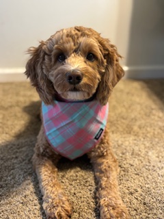 Why Your Dog Licks Their Paws (And What You Can Actually Do About It)