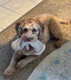 Why Your Dog Licks Their Paws (And What You Can Actually Do About It)