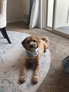 Why Your Dog Keeps Licking Their Paws (And What Actually Helped Mine)